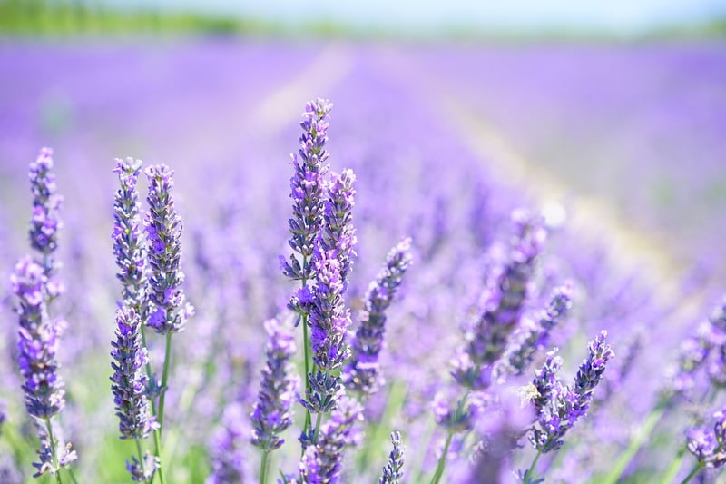 Lavender Herbal Remedy